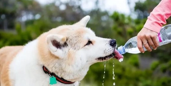 狗狗飲水安全 狗狗飲水安全