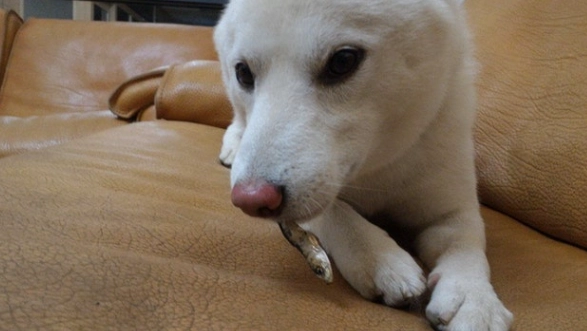 狗狗吃魚皮 狗狗吃魚皮