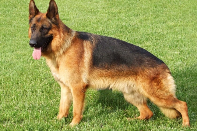 德國牧羊犬認養條件 德國牧羊犬認養條件