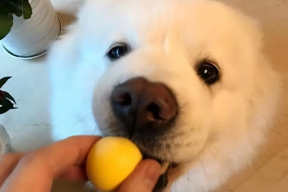 狗狗蛋黃好處 狗狗蛋黃好處