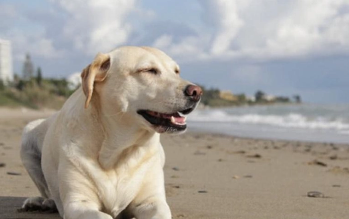 犬用鈣片 犬用鈣片