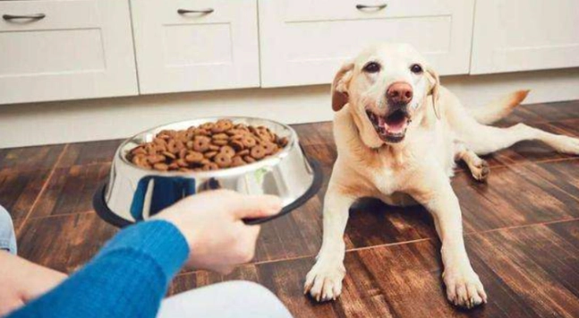 狗狗肉類過敏症狀 狗狗肉類過敏症狀