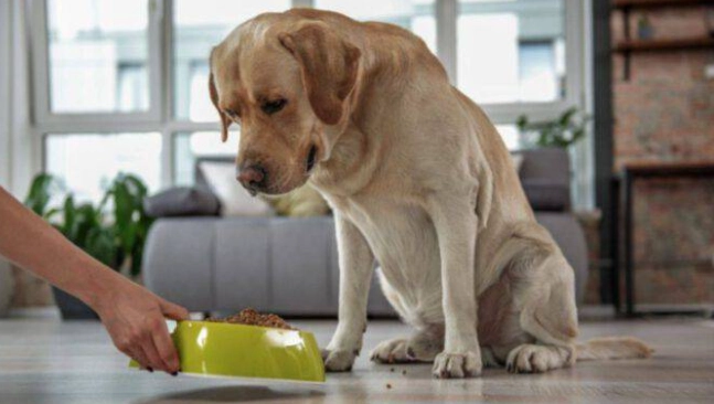 老年犬飲食問題 老年犬飲食問題