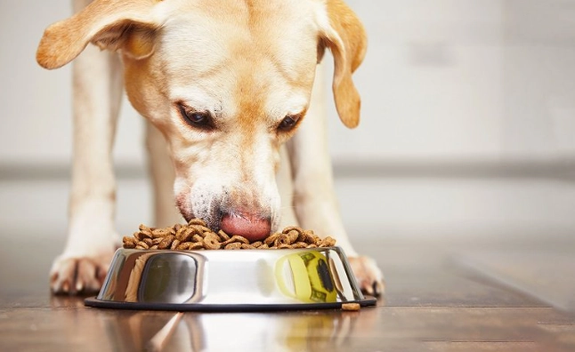狗狗低敏肉類推薦 狗狗低敏肉類推薦