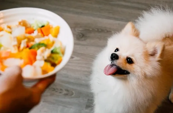 狗狗胡萝卜食谱 狗狗胡萝卜食谱