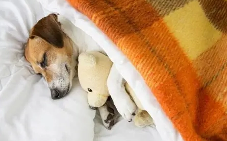 狗狗夜吠原因 狗狗夜吠原因