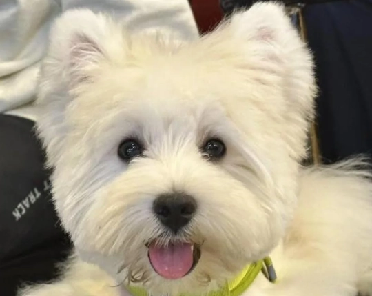 狗狗生吃節瓜 狗狗生吃節瓜