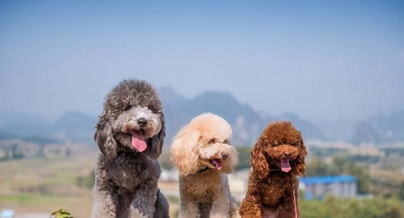 狗狗焦慮症狀 狗狗焦慮症狀