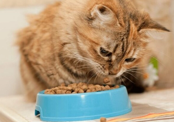 飼料過敏症狀 飼料過敏症狀
