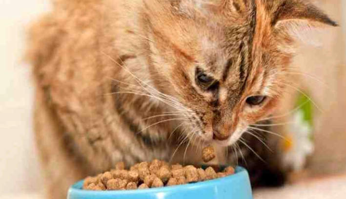 飼料召回事件 飼料召回事件