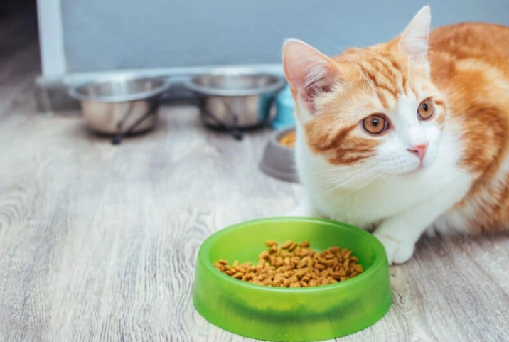 飼料過敏症狀 飼料過敏症狀