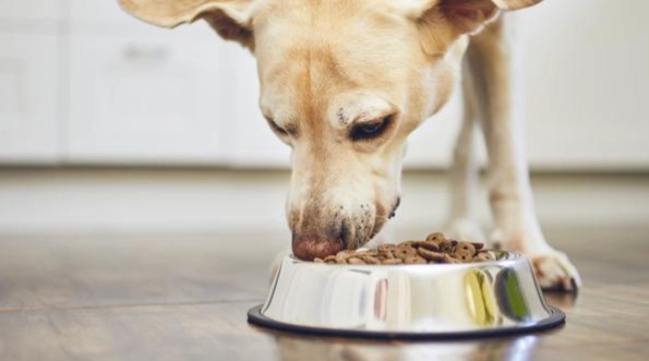 老年犬飲食問題 老年犬飲食問題