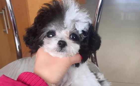 狗狗焦慮症狀 狗狗焦慮症狀