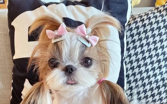 狗吃藍莓份量 狗吃藍莓份量