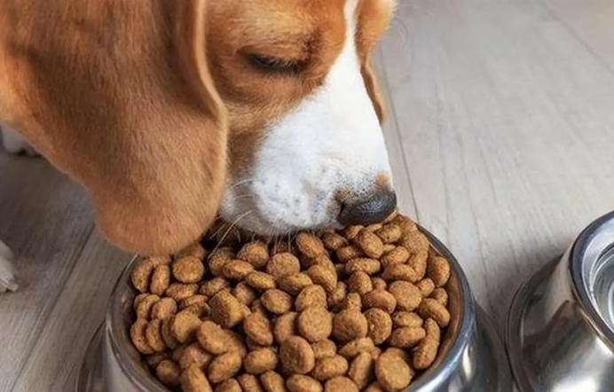 狗狗糖尿病症狀 狗狗糖尿病症狀