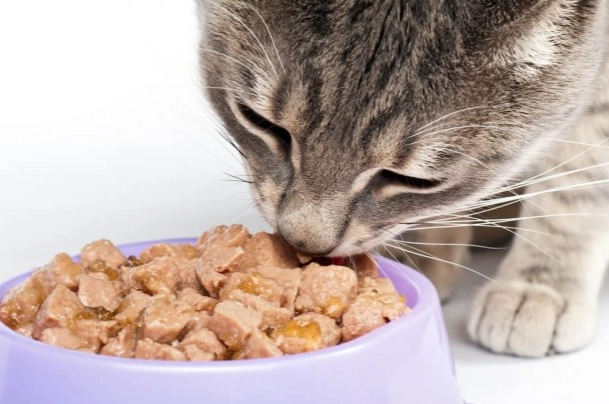 寵物飼料腹瀉 寵物飼料腹瀉