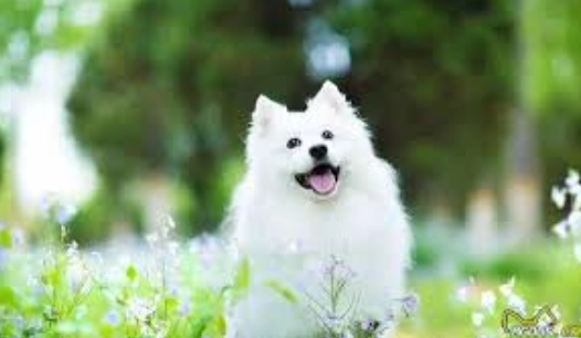 狗狗尿頻 狗狗尿頻