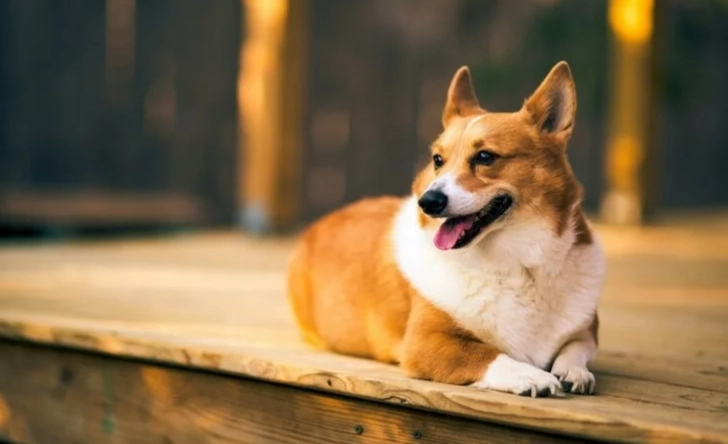 狗狗消化不良 狗狗消化不良