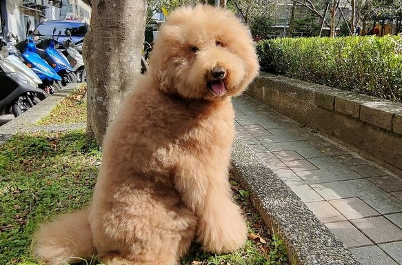 標準貴賓狗 性格 標準貴賓狗 性格