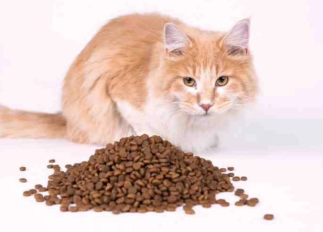 寵物飼料安全 寵物飼料安全
