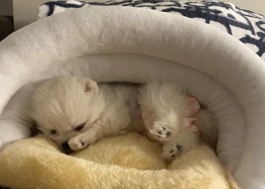 狗狗夜吠原因 狗狗夜吠原因
