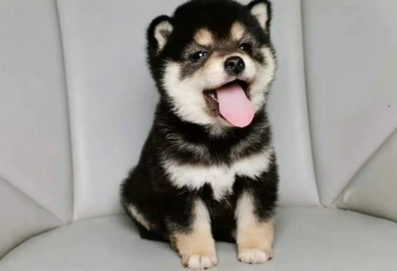 狗狗吃蘑菇安全 狗狗吃蘑菇安全