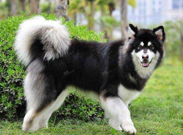 犬用鈣片 犬用鈣片