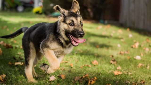 領養德國牧羊犬注意事項 領養德國牧羊犬注意事項