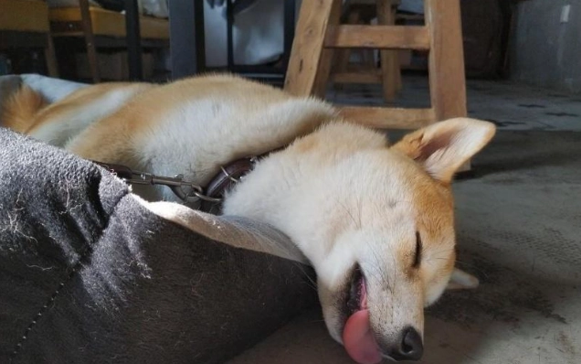 狗狗睡覺怪聲