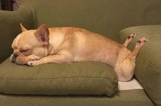 狗狗睡眠啵啵聲 狗狗睡眠啵啵聲