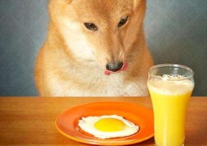 狗狗飲食禁忌 狗狗飲食禁忌