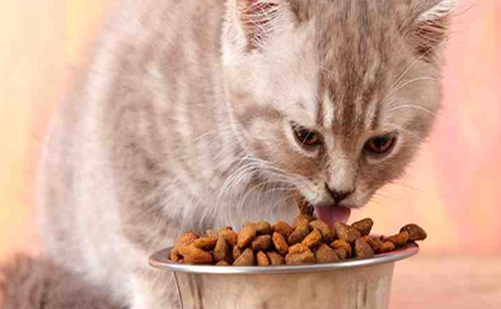 寵物飼料腹瀉 寵物飼料腹瀉