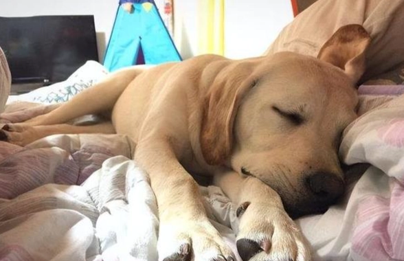 狗狗睡眠異常聲音