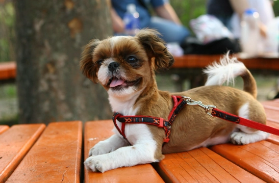 犬庫欣氏症治療 犬庫欣氏症治療