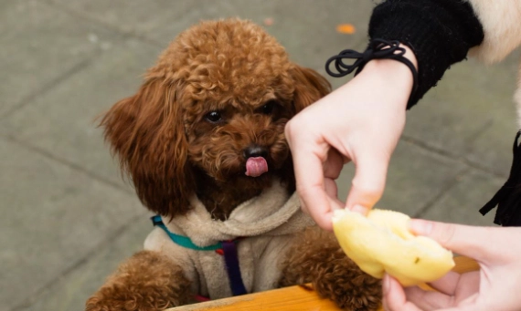 標準貴賓狗 飼養 標準貴賓狗 飼養