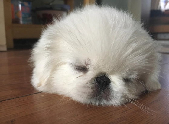 狗狗生吃節瓜 狗狗生吃節瓜