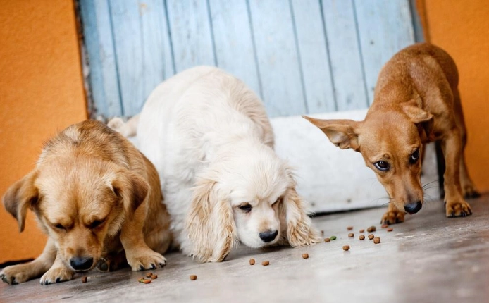 犬類補鈣飲食 犬類補鈣飲食