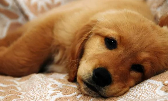 狗狗睡眠啵啵聲 狗狗睡眠啵啵聲