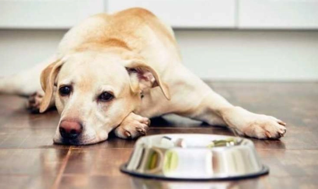 老年犬飲食問題 老年犬飲食問題
