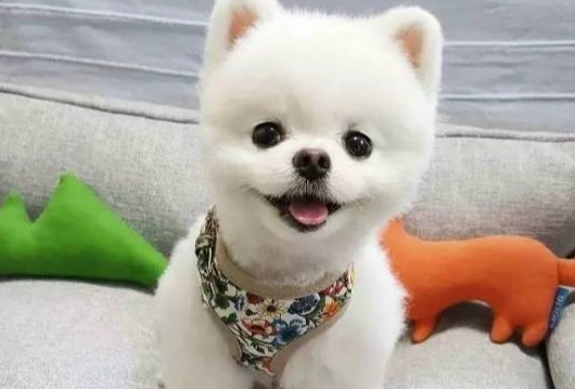狗內分泌疾病檢測 狗內分泌疾病檢測