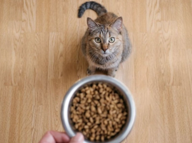 寵物飼料安全 寵物飼料安全
