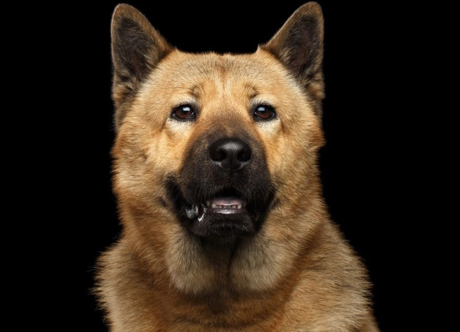 狗狗吃腰果 狗狗吃腰果