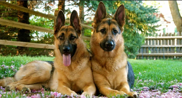 德國牧羊犬認養條件 德國牧羊犬認養條件