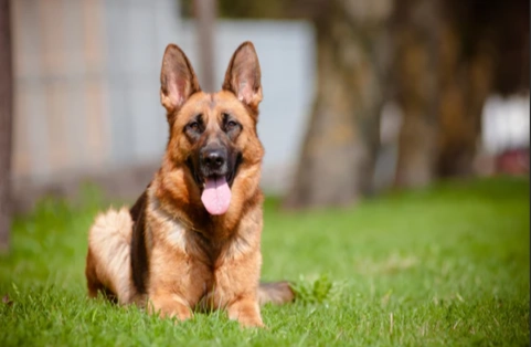德國牧羊犬認養條件 德國牧羊犬認養條件