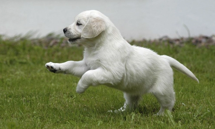 犬用鈣片 犬用鈣片