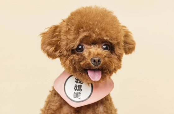 狗狗精油安全 狗狗精油安全