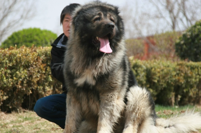 狗狗吃蛋白安全嗎 狗狗吃蛋白安全嗎
