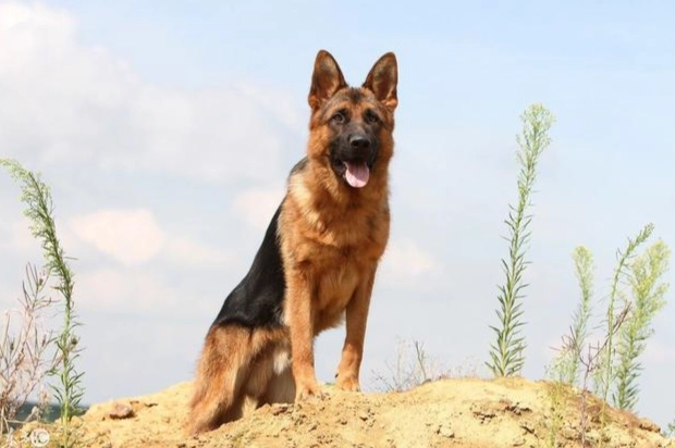 領養德國牧羊犬注意事項 領養德國牧羊犬注意事項