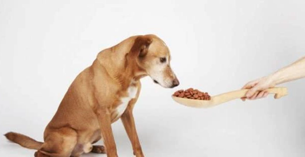 狗狗糖尿病症狀 狗狗糖尿病症狀