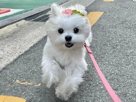 犬庫欣氏症治療 犬庫欣氏症治療